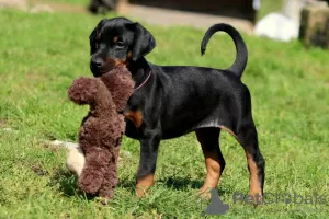 Photo №2 to announcement № 129313 for the sale of dobermann - buy in Austria private announcement