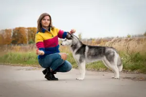 Additional photos: Blue eyed husky boy