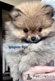 Photo №1. pomeranian - for sale in the city of Kiev | negotiated | Announcement № 76972