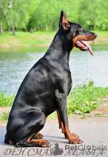 Photo №3. Dobermann puppies - Dan Smile Helgi and Adal Eskae Vangard, born on 25.08.2020.. Russian Federation