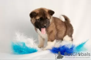 Photo №4. I will sell american akita in the city of Казахстан. breeder - price - 634$