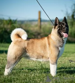 Photo №1. american akita - for sale in the city of Ниш | negotiated | Announcement № 120715