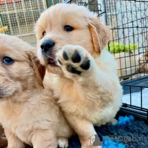 Photo №1. golden retriever - for sale in the city of Bern | negotiated | Announcement № 123449