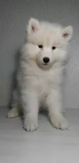 Photo №1. samoyed dog - for sale in the city of Minsk | 229$ | Announcement № 5297