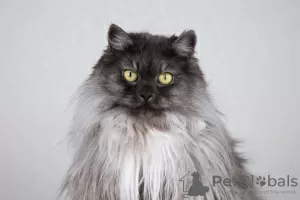 Photo №3. Fluffy beauty cat Delphine.. Russian Federation