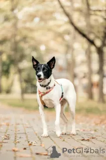 Additional photos: Beauty Gray in search of a home and owner, a dog in good hands