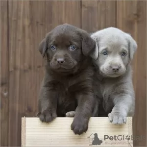 Photo №2 to announcement № 126397 for the sale of labrador retriever - buy in Germany private announcement