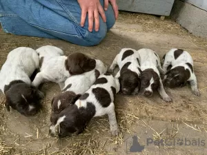 Additional photos: Drathaar puppies