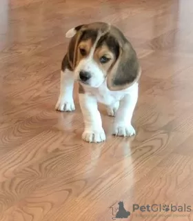 Photo №2 to announcement № 129498 for the sale of beagle - buy in Netherlands private announcement