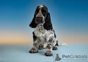 Photo №2 to announcement № 43014 for the sale of english cocker spaniel - buy in Russian Federation breeder