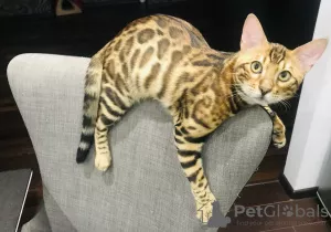 Additional photos: Bengal cat