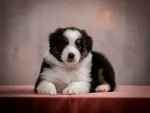 Photo №4. I will sell australian shepherd in the city of Yaroslavl. from nursery - price - Negotiated