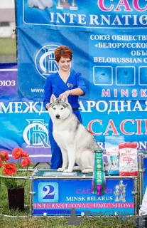 Additional photos: Handler's services in Minsk. Handler Minsk