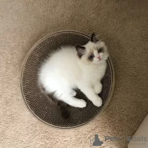 Photo №1. ragdoll - for sale in the city of Ahmadi | Is free | Announcement № 9949