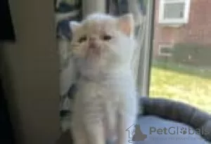 Photo №2 to announcement № 128525 for the sale of exotic shorthair - buy in Finland breeder