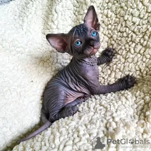 Photo №1. sphynx cat - for sale in the city of Temse | Is free | Announcement № 128891