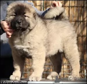 Photo №2 to announcement № 37351 for the sale of caucasian shepherd dog - buy in Serbia breeder