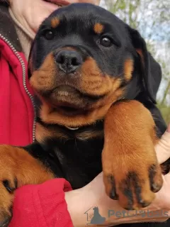 Photo №3. Rottweiler puppies want to meet their new owners. Latvia