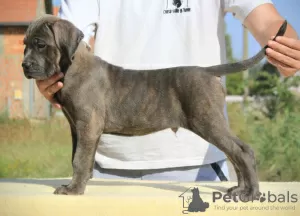 Additional photos: Cane Corso puppies for sale