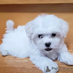 Photo №1. maltese dog - for sale in the city of Innsbruck | 371$ | Announcement № 107557