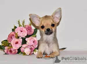 Additional photos: Lovely sable baby. Chihuahua boy.