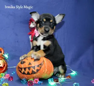 Photo №1. mexican hairless dog - for sale in the city of Wedge | 112$ | Announcement № 3727