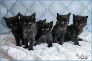 Additional photos: Maine Coon. Kittens