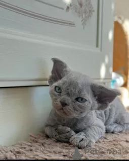 Photo №3. Devon Rex Kittens. Germany