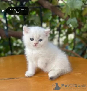 Additional photos: Golden British Shorthair Longhair Girls Boys