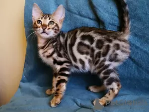 Additional photos: Bengal kittens