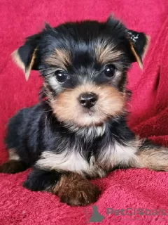 Photo №2 to announcement № 71738 for the sale of yorkshire terrier - buy in Germany private announcement