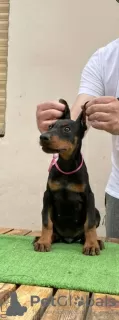 Additional photos: doberman puppies