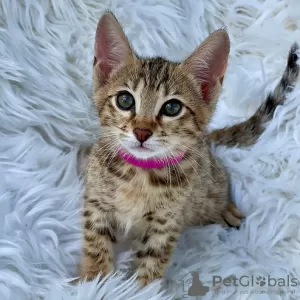 Photo №3. fluffy & healthy Savannah kittens. Belgium