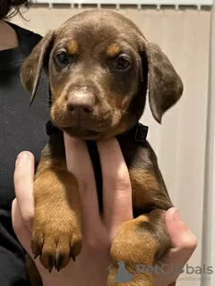 Additional photos: Cute Dobermann Puppies