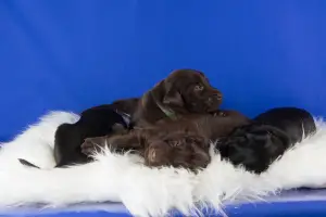 Photo №3. Fayervinner kennel offers puppies of a straight-haired retriever. Russian Federation