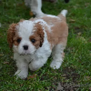 Additional photos: Cavalier King Charles Spaniel ZKWP / FCI