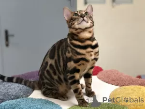 Photo №2. Mating service bengal cat. Price - negotiated