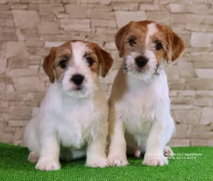 Photo №3. Luxurious Jack Russell Terrier Puppies. Ukraine