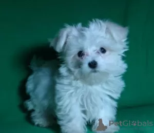 Additional photos: Puppy of the Maltese. Show class.