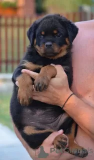 Additional photos: rottweiler