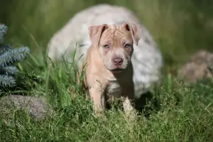 Additional photos: Exclusive offer! Isabella Pit Bull Girls