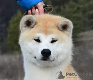 Photo №3. Akita inu puppies for sale. Ukraine