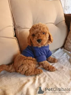 Photo №3. Red poodle boy. Serbia