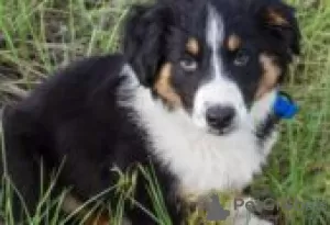 Photo №1. english shepherd - for sale in the city of Berlin | Is free | Announcement № 126931