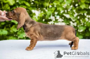 Photo №3. Standard dachshund puppies. Serbia