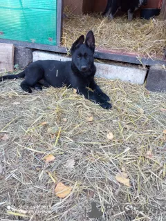 Photo №3. East European Shepherd Puppies. Russian Federation