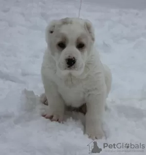 Photo №2 to announcement № 41133 for the sale of central asian shepherd dog - buy in Russian Federation from nursery