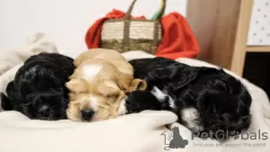 Additional photos: English Cocker Spaniel puppies