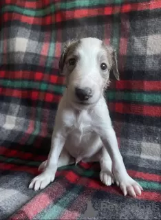 Photo №3. Russian Greyhound Borzoi - Puppies. Poland