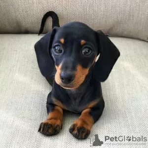 Photo №1. dachshund - for sale in the city of Франкфурт-на-Майне | negotiated | Announcement № 121301